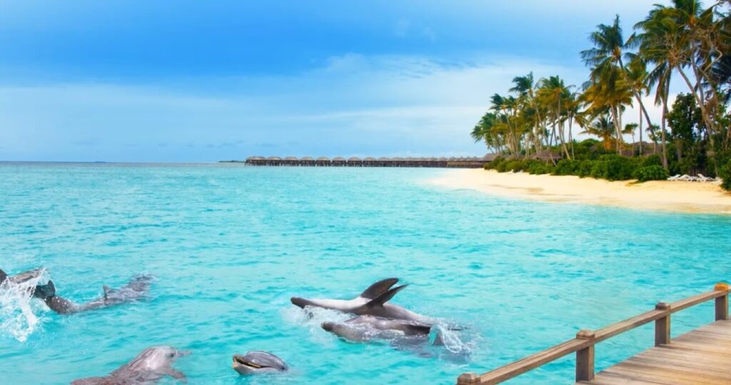 Dolphin and Whale Watching in Maldives